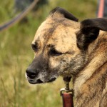 hw700101-150x150 Tierheim-Hundewanderung 2015