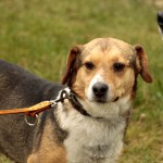 hw700102-150x150 Tierheim-Hundewanderung 2015