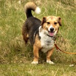 hw700103-150x150 Tierheim-Hundewanderung 2015