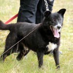 hw700105-150x150 Tierheim-Hundewanderung 2015