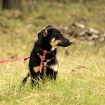hw700107-150x150 Tierheim-Hundewanderung 2015