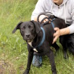 hw700108-150x150 Tierheim-Hundewanderung 2015