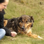 hw700109-150x150 Tierheim-Hundewanderung 2015