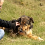 hw700110-150x150 Tierheim-Hundewanderung 2015