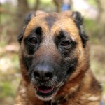 hw700113-150x150 Tierheim-Hundewanderung 2015