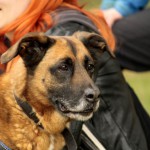 hw700114-150x150 Tierheim-Hundewanderung 2015