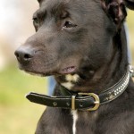 hw700115-150x150 Tierheim-Hundewanderung 2015