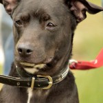 hw700116-150x150 Tierheim-Hundewanderung 2015