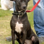 hw700117-150x150 Tierheim-Hundewanderung 2015