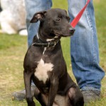 hw700118-150x150 Tierheim-Hundewanderung 2015