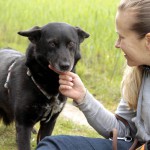 hw700120-150x150 Tierheim-Hundewanderung 2015