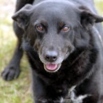 hw700122-150x150 Tierheim-Hundewanderung 2015