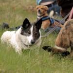 hw700124-150x150 Tierheim-Hundewanderung 2015