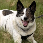 hw700125-150x150 Tierheim-Hundewanderung 2015