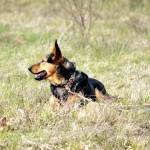 hw700126-150x150 Tierheim-Hundewanderung 2015