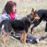 hw700127-150x150 Tierheim-Hundewanderung 2015