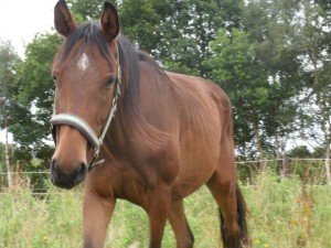 Vollblut-Trakehner Pferd Poseidon von vorn