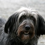 t1000014-150x150 Bericht zum Tag der offenen Tür 2010