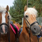 t1300034-150x150 Bericht zum Tag der offenen Tür 2013