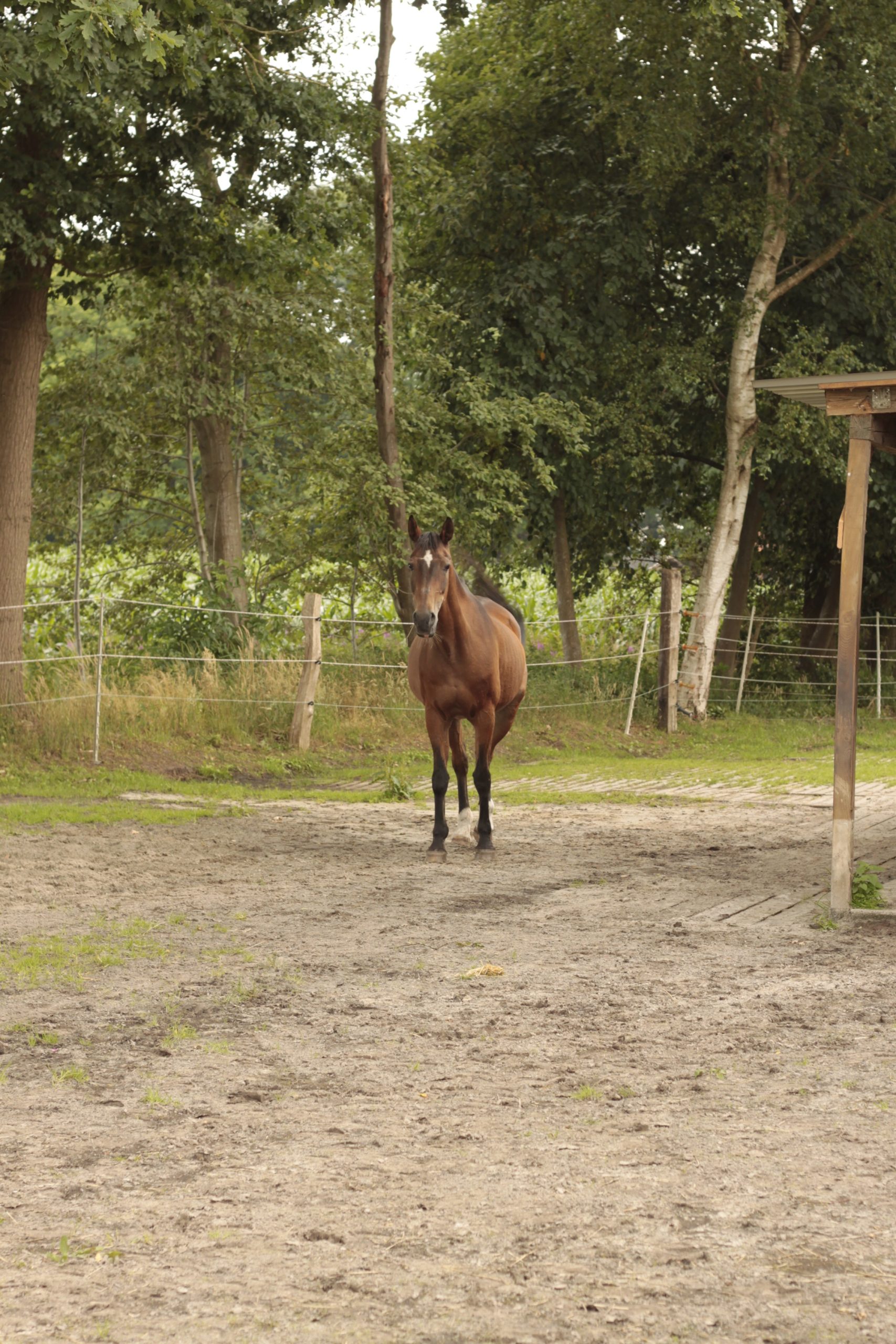 Shagya Araber Pferd Samira galoppiert