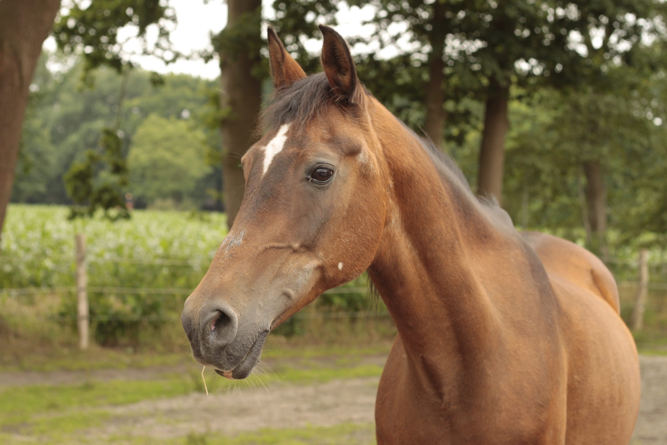 Shagya Araber Pferd Samira schaut nach vorn