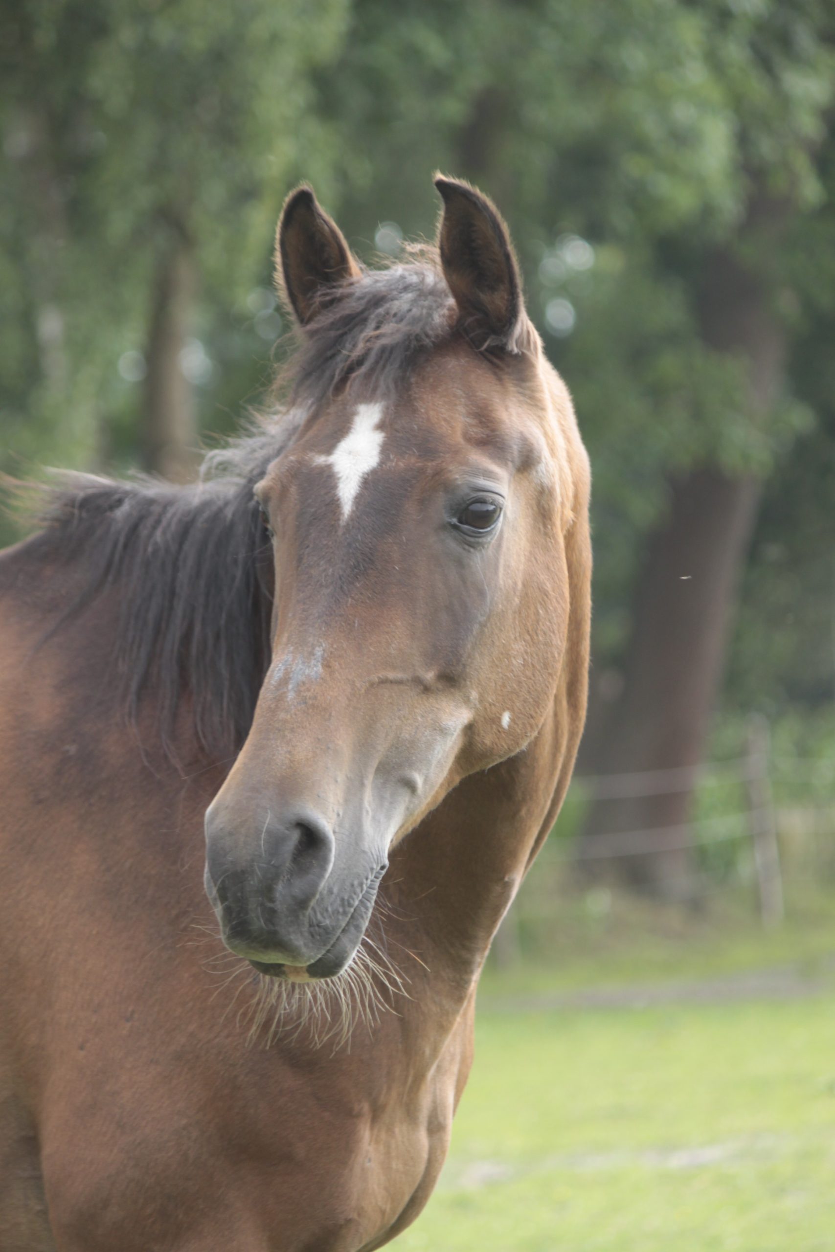 Shagya Araber Pferd Samira schaut nach links