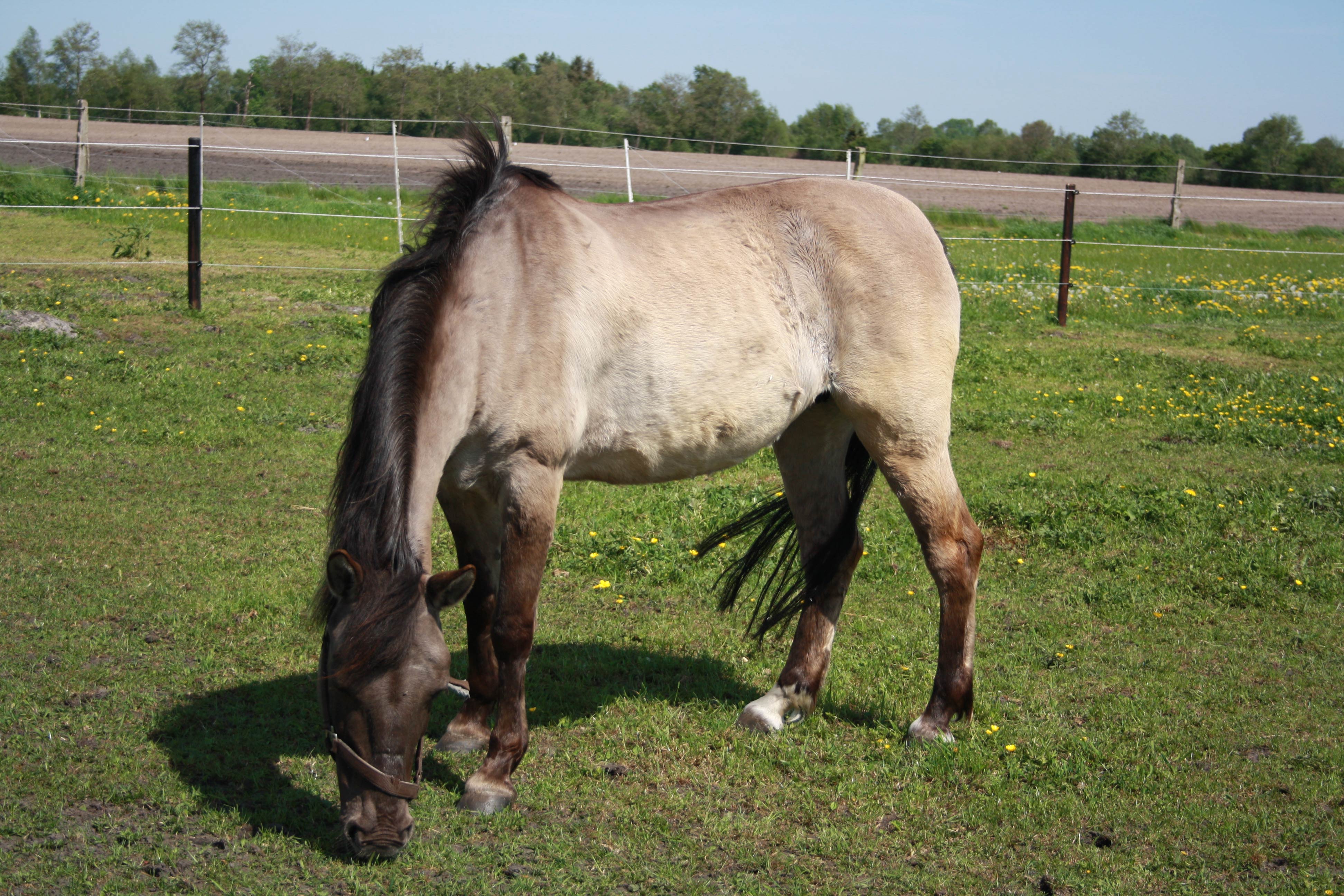 Marry-1 Der Tierschutzhof Wardenburg sucht Tierpfleger (m/w/d)