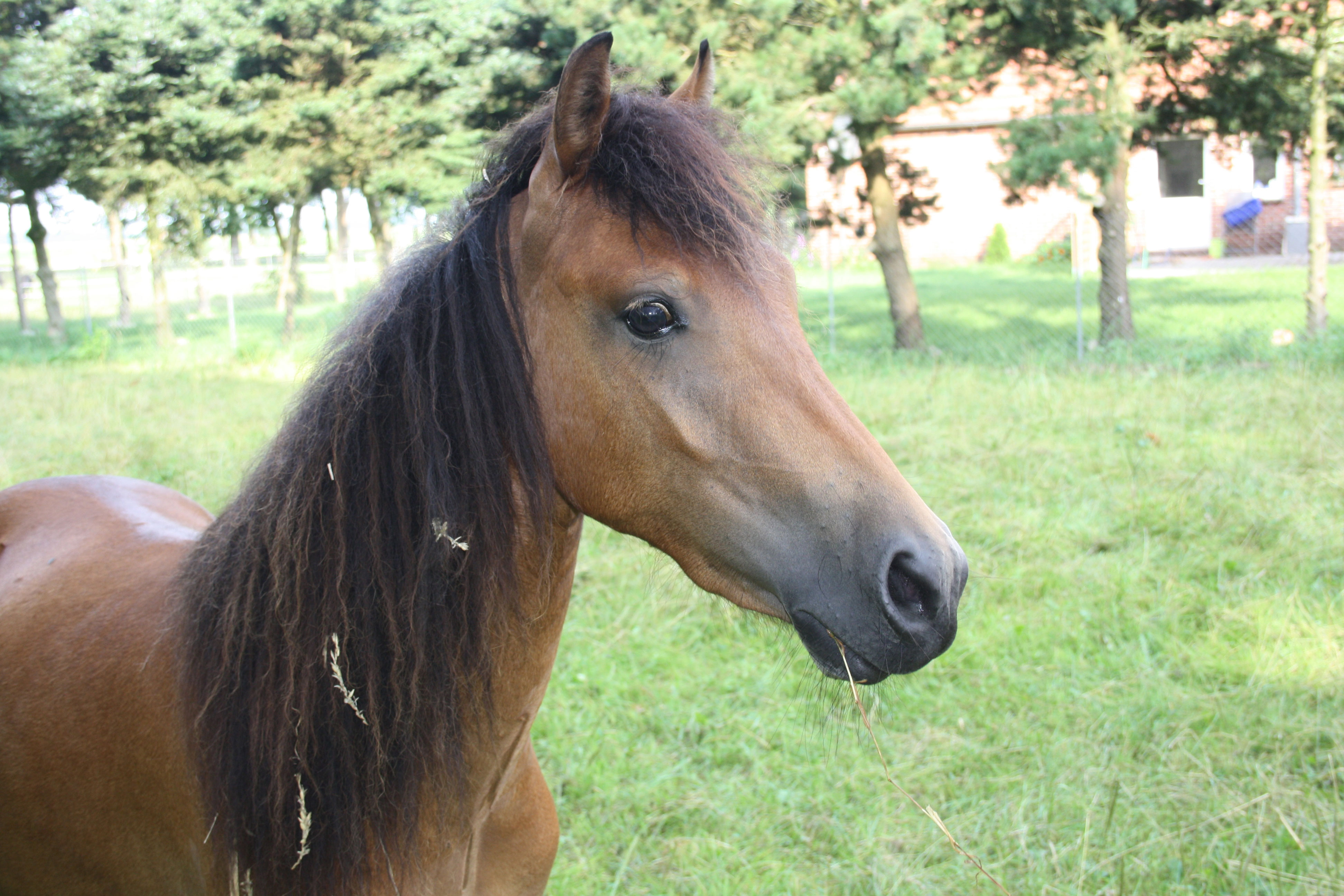 Nico-4 Der Tierschutzhof Wardenburg sucht Tierpfleger (m/w/d)