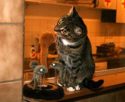 katzen2