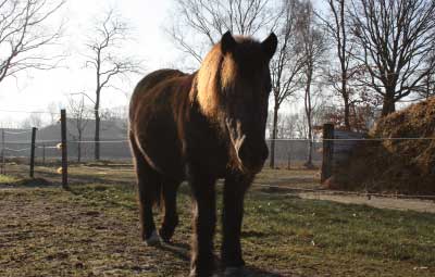 paula isländer beitragsbild