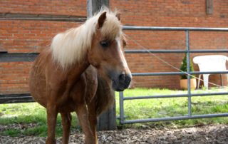 shetty mix morle vor zaun Wardenburg