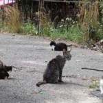 streunerkatzen_1-1-150x150 Kastration freilebender Katzen