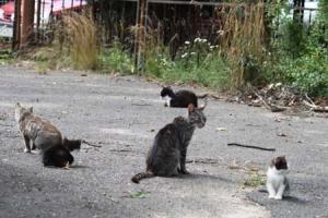 streunerkatzen_1 Kastration freilebender Katzen