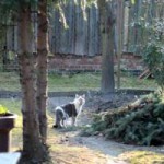 streunerkatzen_2-2-150x150 Kastration freilebender Katzen