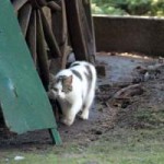 streunerkatzen_3-2-150x150 Kastration freilebender Katzen
