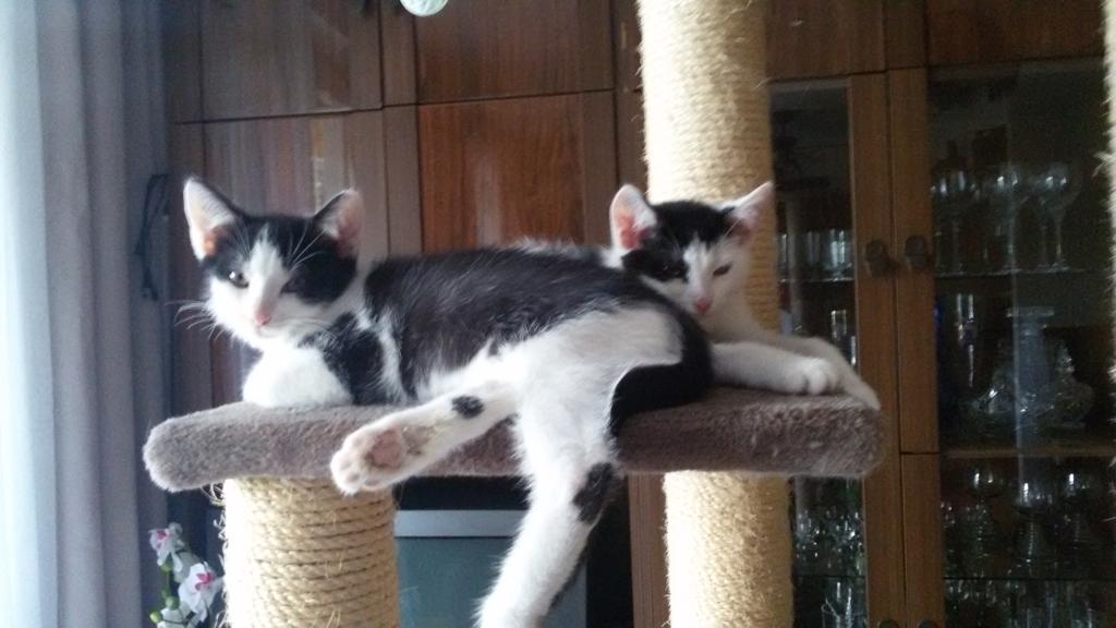 00460_Fausti_und_Faustus_1 Hausmeister gesucht im Tierschutzliga-Dorf