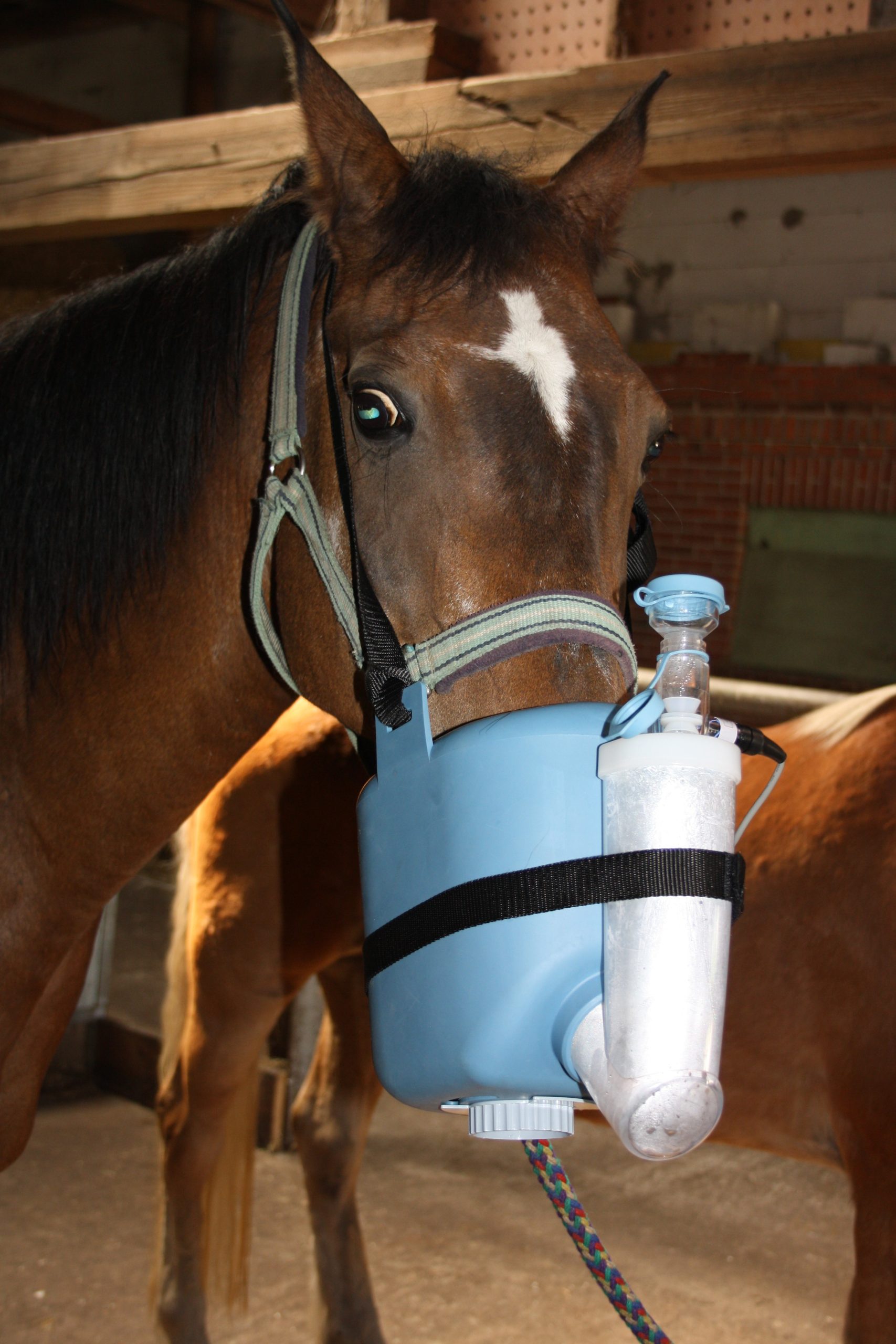 Shagya Araber Pferd Samira mit Inhalationsgerät