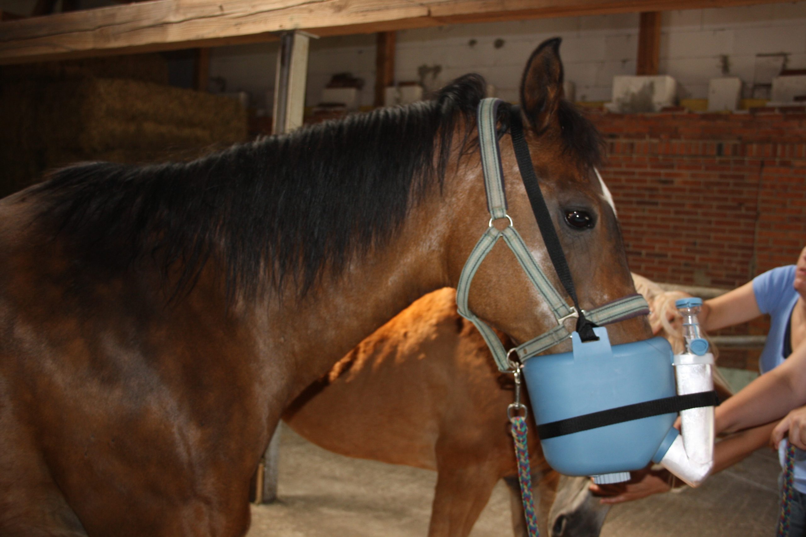 Shagya Araber Pferd Samira inhaliert