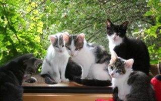 Rasselbande sechs katzen am fenster