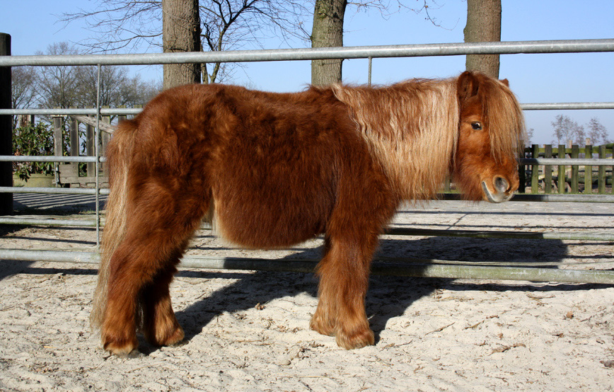 Shetty Mathes vor Zaun drei Bäume Sand