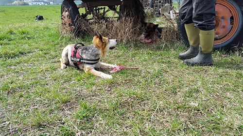 20160331_135129 Cliff und Teddy haben Ihr Rudel gefunden