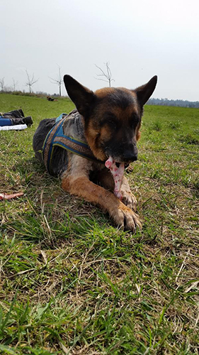 20160331_141316 Cliff und Teddy haben Ihr Rudel gefunden