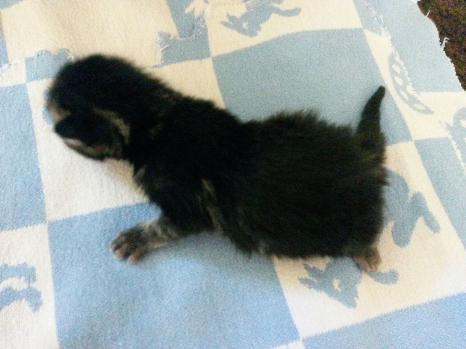 Lena-1-Junge Akuter Notfall - Katzenbabys benötigen eine Start-ins-Leben-Patenschaft