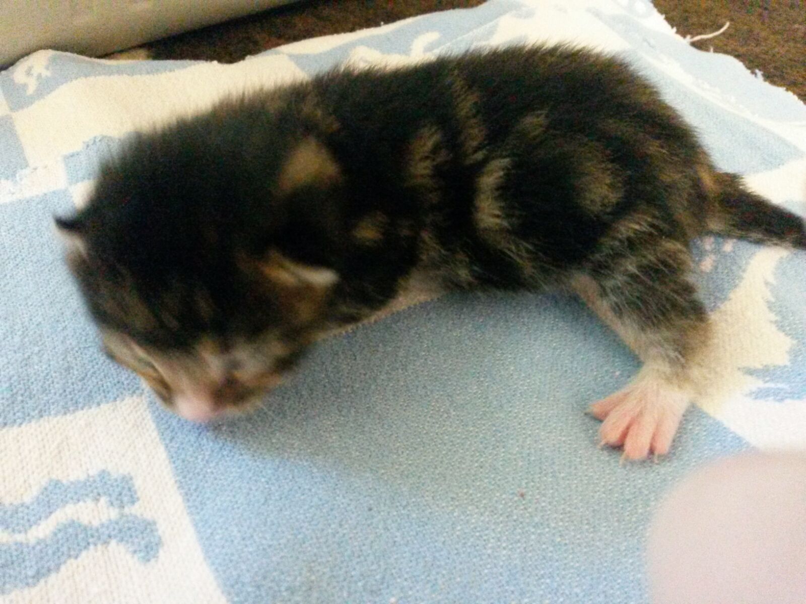 Lena-3-Junge Akuter Notfall - Katzenbabys benötigen eine Start-ins-Leben-Patenschaft
