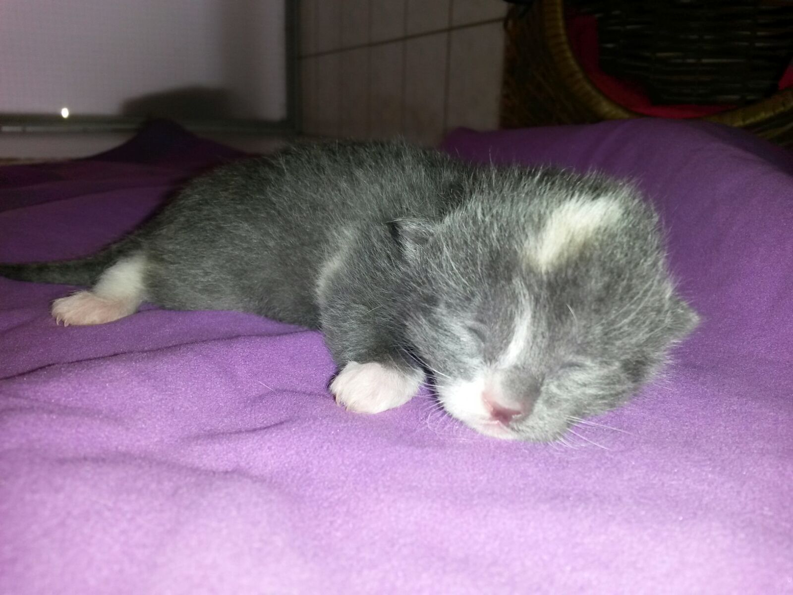 Lotti-3-Mädchen Akuter Notfall - Katzenbabys benötigen eine Start-ins-Leben-Patenschaft