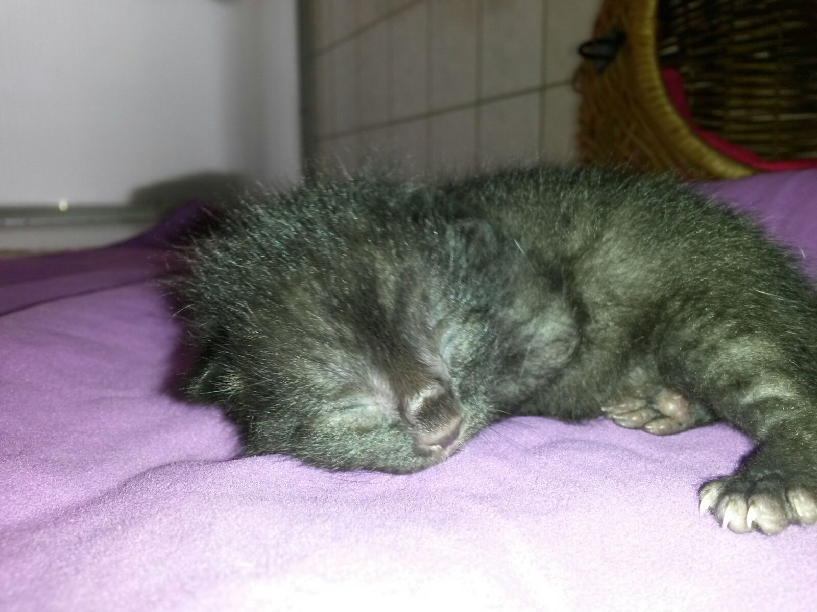 Lotti-4-Junge Akuter Notfall - Katzenbabys benötigen eine Start-ins-Leben-Patenschaft