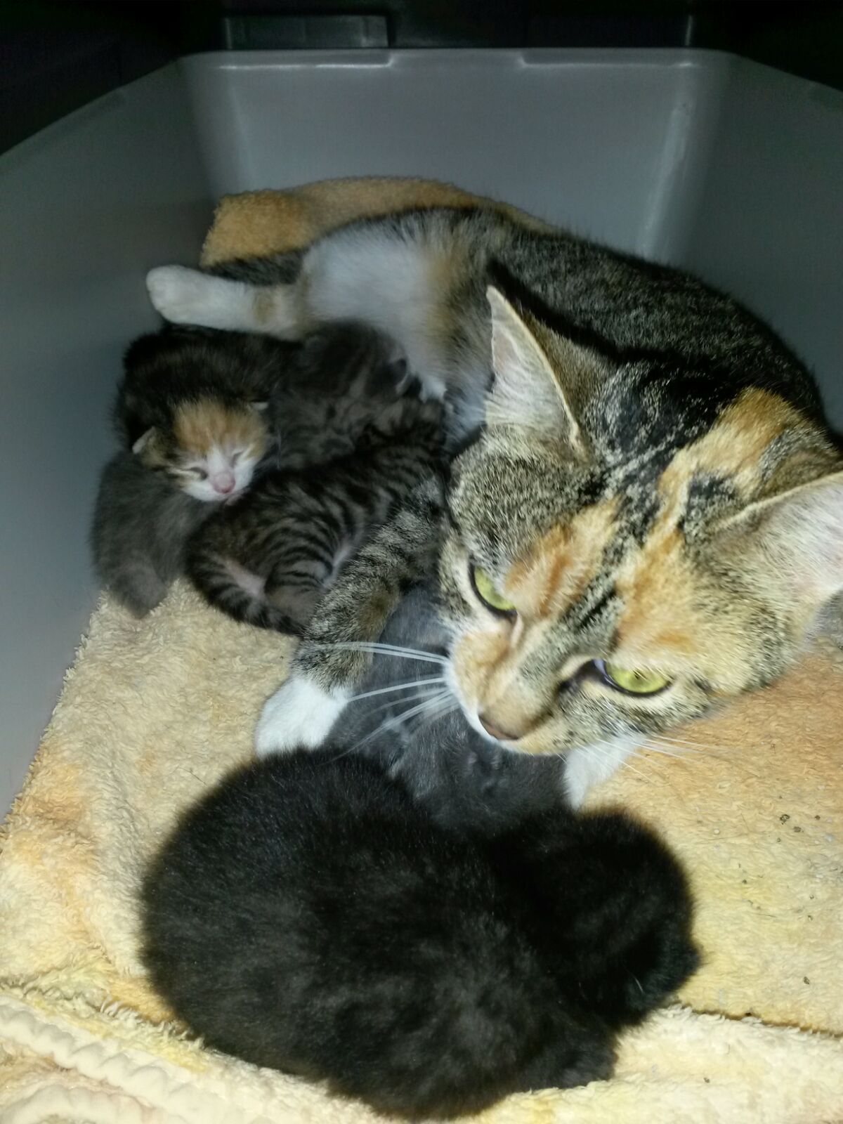 Mama-Lotti Akuter Notfall - Katzenbabys benötigen eine Start-ins-Leben-Patenschaft