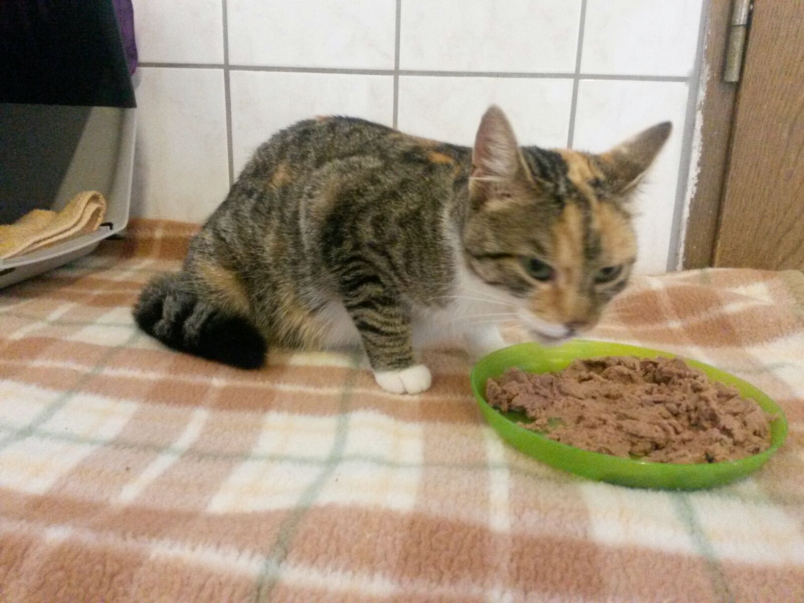 WhatsApp-Image-2016-09-01-at-18.09.50 Akuter Notfall - Katzenbabys benötigen eine Start-ins-Leben-Patenschaft