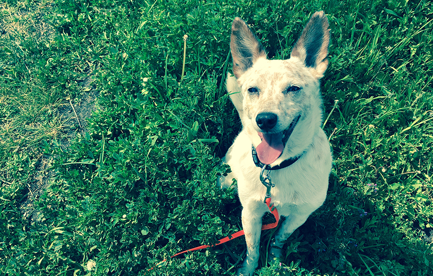 beitragsbild-16 Hund Moritz - im Garten ist er der Boss