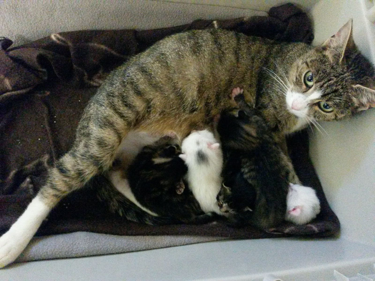 mamalena Akuter Notfall - Katzenbabys benötigen eine Start-ins-Leben-Patenschaft